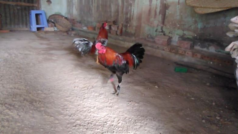 Hướng dẫn cách xổ gà đá đơn giản, hiệu quả cho sư kê mới - hình ảnh - ozobeisza.top Hướng dẫn cách xổ gà đá đơn giản, hiệu quả cho sư kê mới - hình ảnh - ozobeisza.top