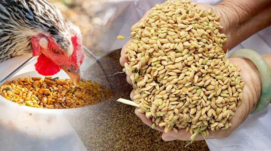 Hướng dẫn cách xổ gà đá đơn giản, hiệu quả cho sư kê mới - hình ảnh - ozobeisza.top Hướng dẫn cách xổ gà đá đơn giản, hiệu quả cho sư kê mới - hình ảnh - ozobeisza.top