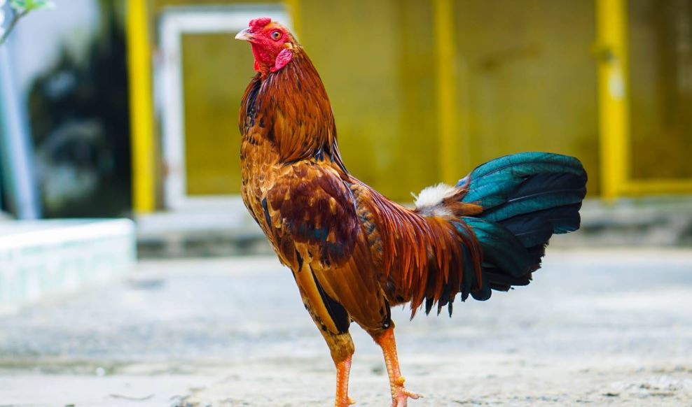 Hướng dẫn cách xổ gà đá đơn giản, hiệu quả cho sư kê mới - hình ảnh - ozobeisza.top Hướng dẫn cách xổ gà đá đơn giản, hiệu quả cho sư kê mới - hình ảnh - ozobeisza.top
