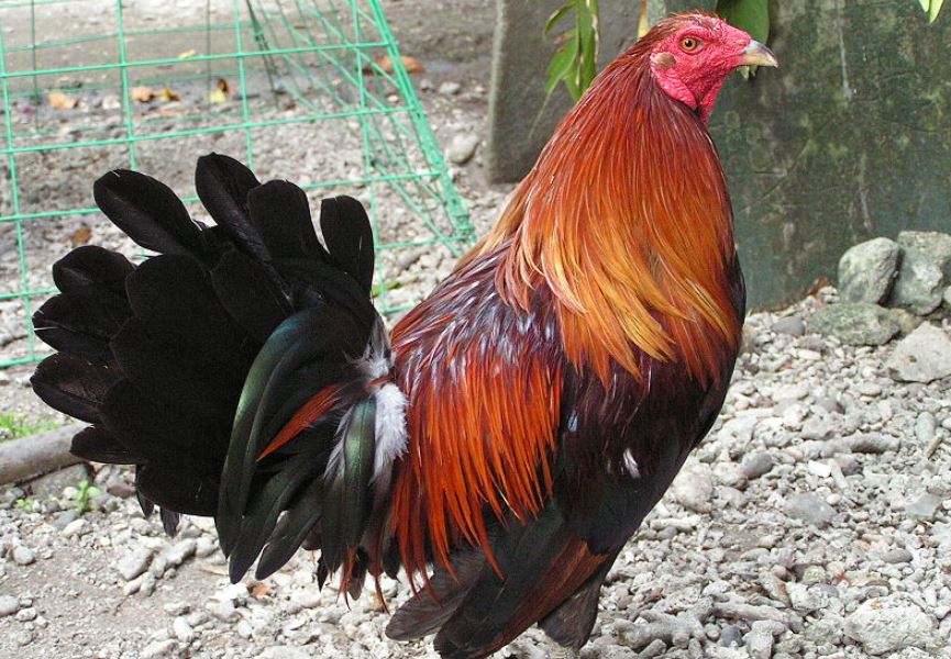 Hướng dẫn cách xổ gà đá đơn giản, hiệu quả cho sư kê mới - hình ảnh - ozobeisza.top Hướng dẫn cách xổ gà đá đơn giản, hiệu quả cho sư kê mới - hình ảnh - ozobeisza.top