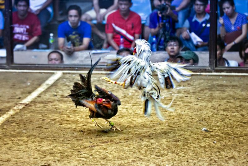 Gà chọi Thái Lan – Đánh giá khả năng thi đấu trên sới - hình ảnh - ozobeisza.top Gà chọi Thái Lan – Đánh giá khả năng thi đấu trên sới - hình ảnh - ozobeisza.top