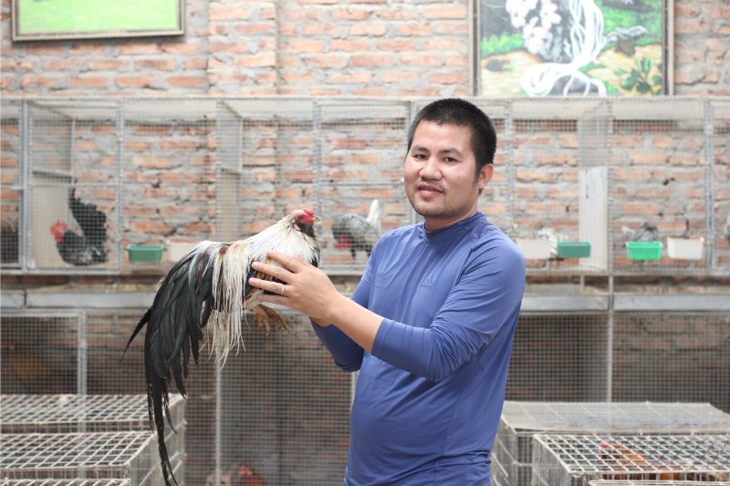 Kỹ thuật nuôi gà tre Tân Châu – Bí quyết chăm sóc chiến kê - hình ảnh - ozobeisza.top Kỹ thuật nuôi gà tre Tân Châu – Bí quyết chăm sóc chiến kê - hình ảnh - ozobeisza.top