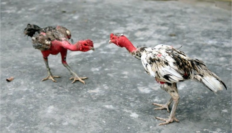 Luyện cơ chân cho gà chọi – Gợi ý một số bài tập hiệu quả - hình ảnh - ozobeisza.top Luyện cơ chân cho gà chọi – Gợi ý một số bài tập hiệu quả - hình ảnh - ozobeisza.top