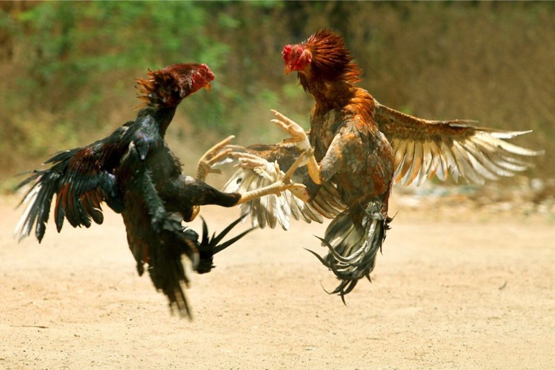 Luyện cơ chân cho gà chọi – Gợi ý một số bài tập hiệu quả - hình ảnh - ozobeisza.top Luyện cơ chân cho gà chọi – Gợi ý một số bài tập hiệu quả - hình ảnh - ozobeisza.top