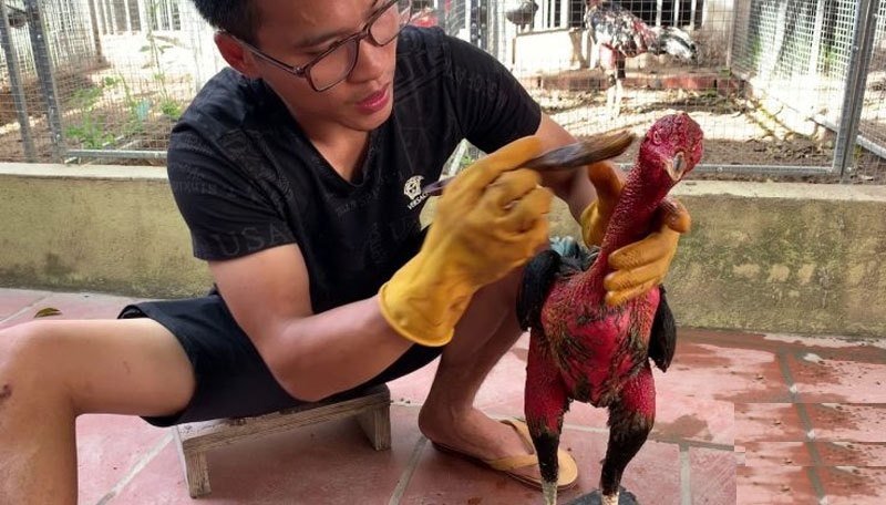Luyện cơ chân cho gà chọi – Gợi ý một số bài tập hiệu quả - hình ảnh - ozobeisza.top Luyện cơ chân cho gà chọi – Gợi ý một số bài tập hiệu quả - hình ảnh - ozobeisza.top