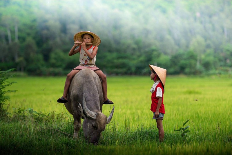 Mơ thấy trâu nên đánh số gì? Khám phá điềm báo chi tiết - hình ảnh - ozobeisza.top Mơ thấy trâu nên đánh số gì? Khám phá điềm báo chi tiết - hình ảnh - ozobeisza.top