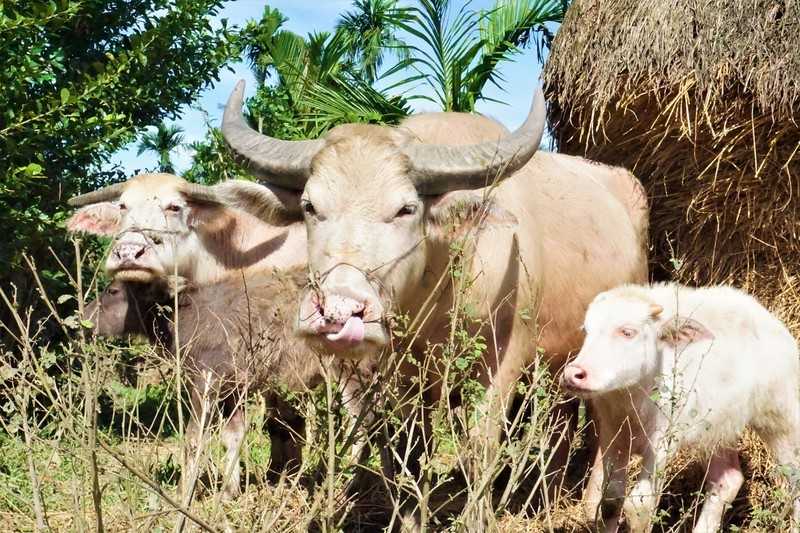 Mơ thấy trâu nên đánh số gì? Khám phá điềm báo chi tiết - hình ảnh - ozobeisza.top