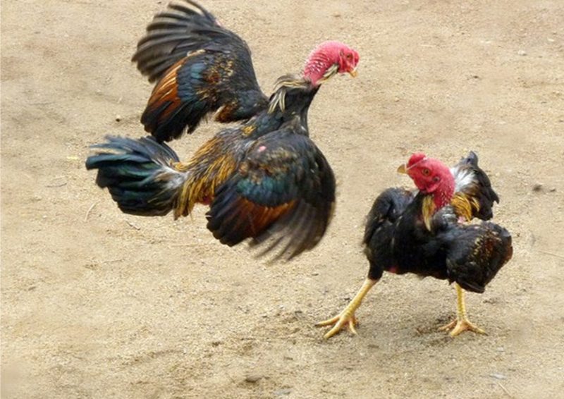 Vảy gà nội hoa đăng – Chia sẻ cách nhận biết “thần kê” - hình ảnh - ozobeisza.top Vảy gà nội hoa đăng – Chia sẻ cách nhận biết “thần kê” - hình ảnh - ozobeisza.top